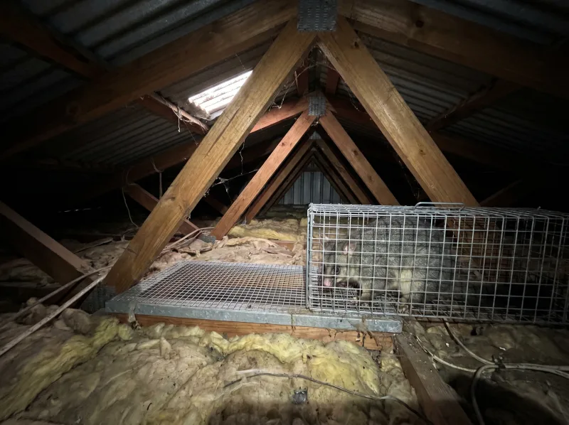 Possum Removal by Shield Pest Control